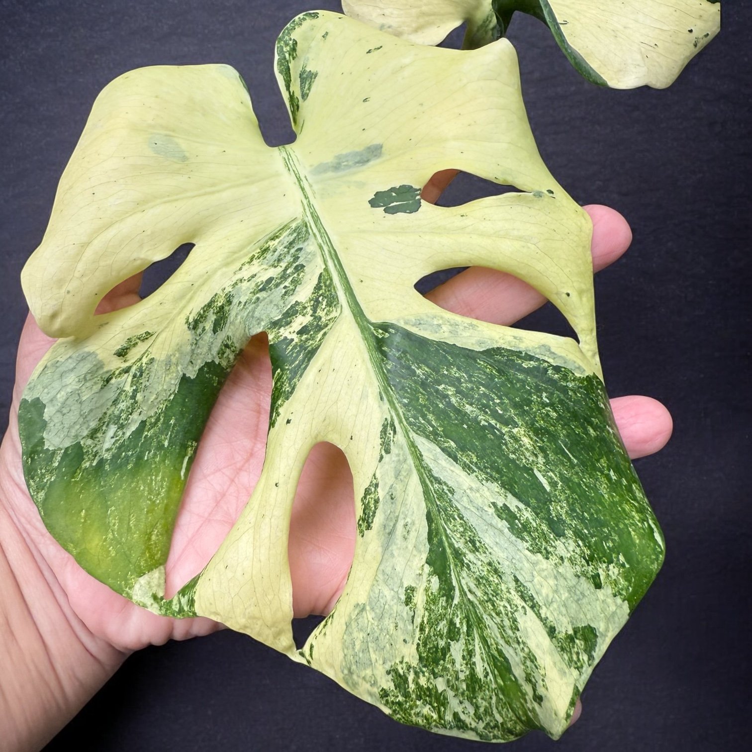 Monstera Masterpiece (MC)