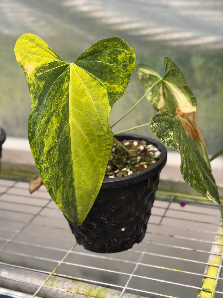 Anthurium Velvet Delta 04.png