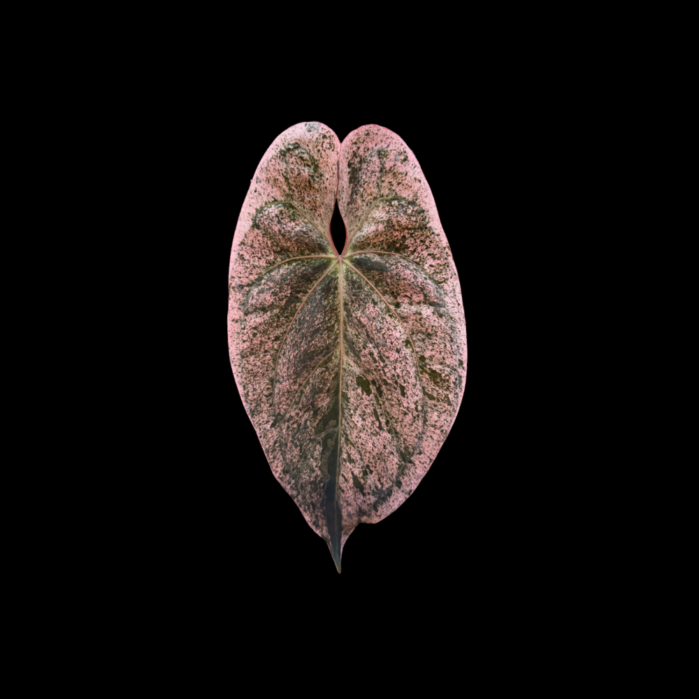 Anthurium Bullion Peach