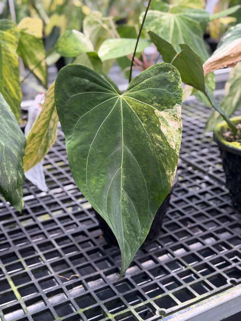 Anthurium Velvet Delta 07.png
