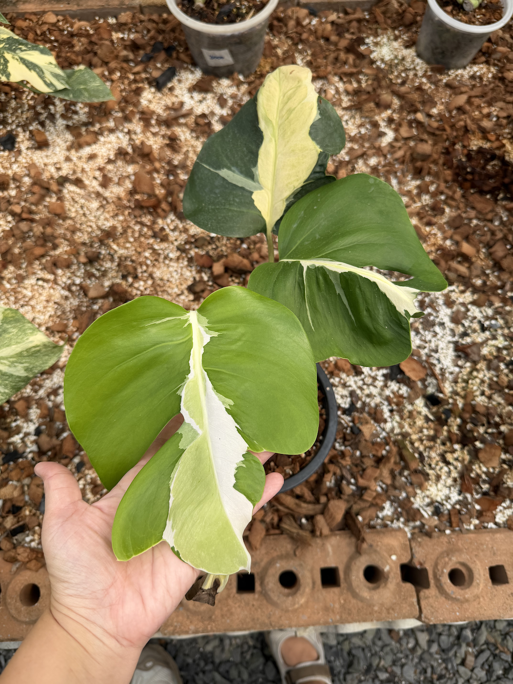 Monstera deliciosa White Lava.png