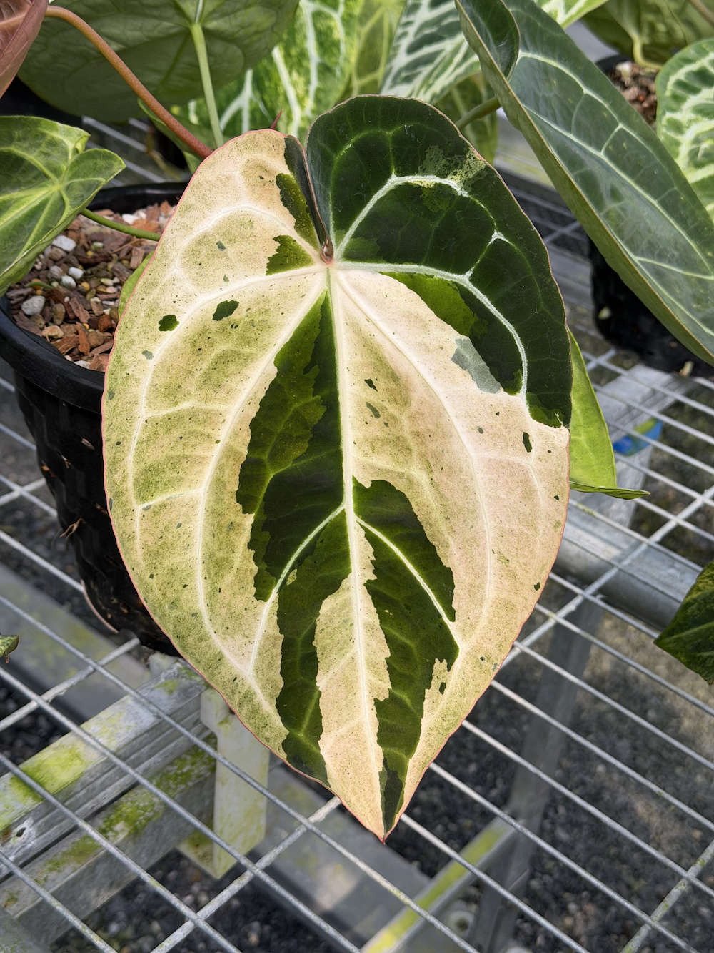 Anthurium Black Widow x Michelle.png