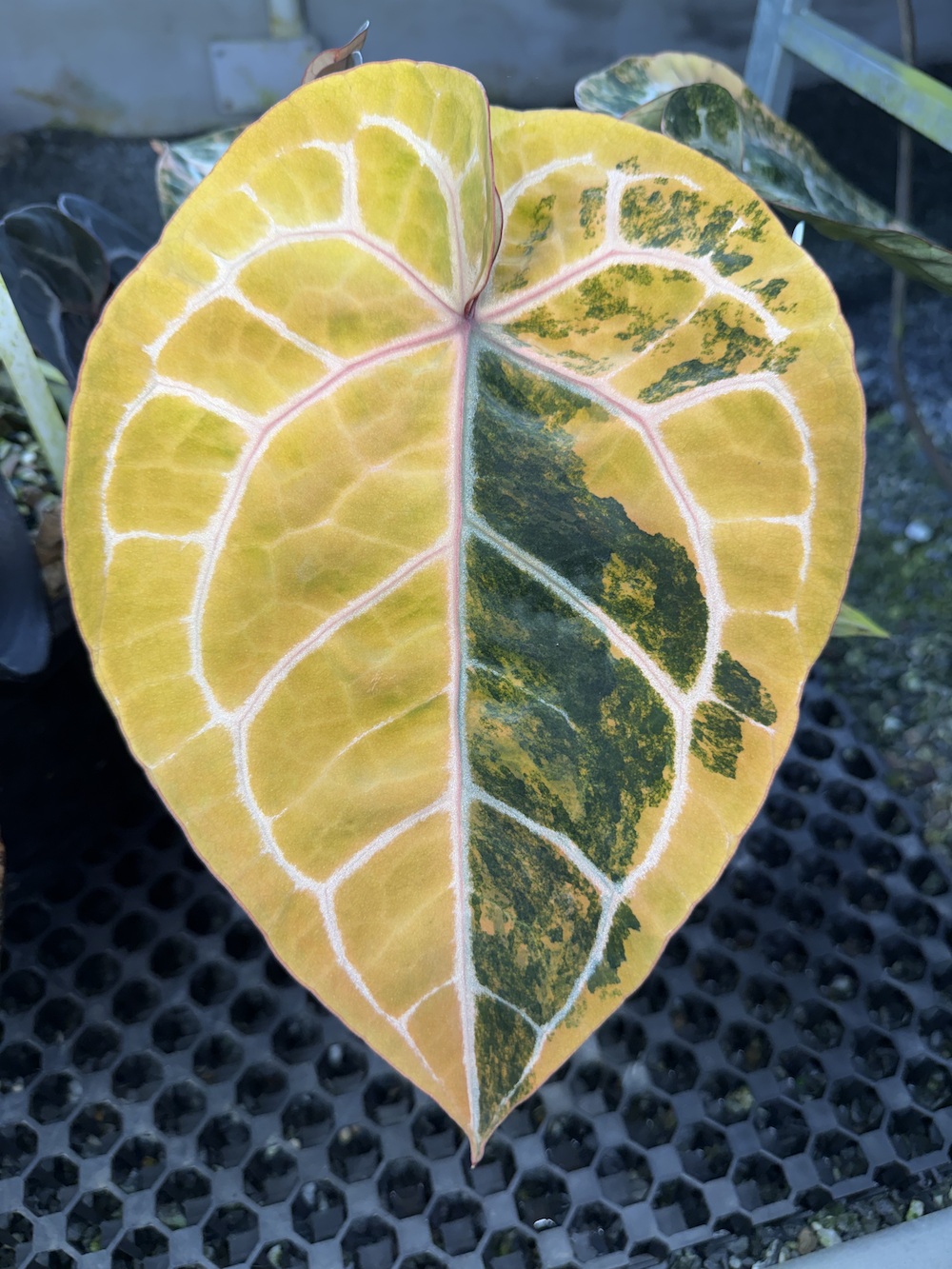 Anthurium Michelle var. GN02.png
