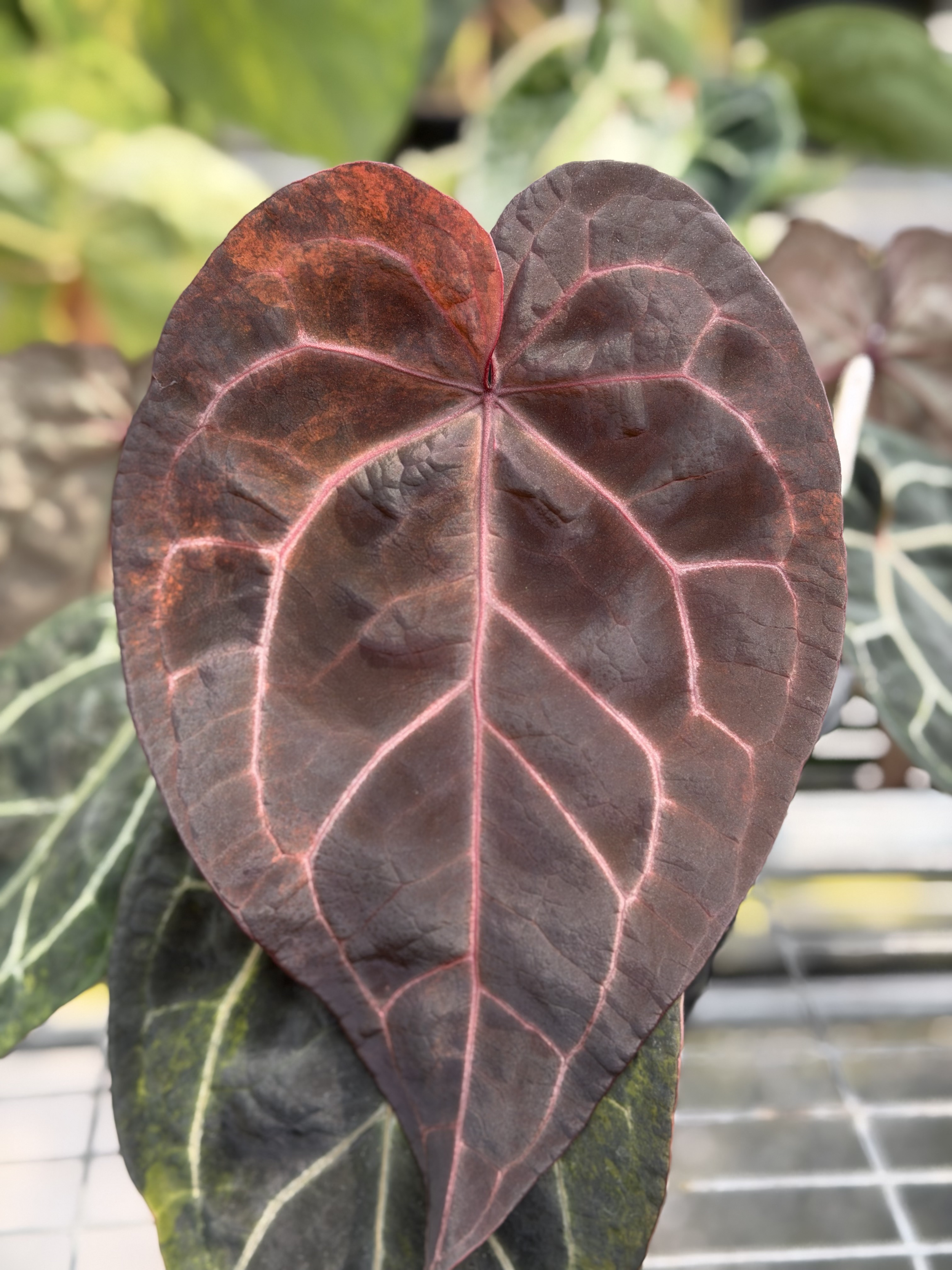 Anthurium Red Velvet Cake x Zara.png