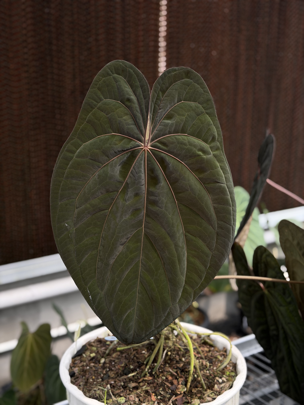 Anthurium Red Vein Dark Phoenix.png