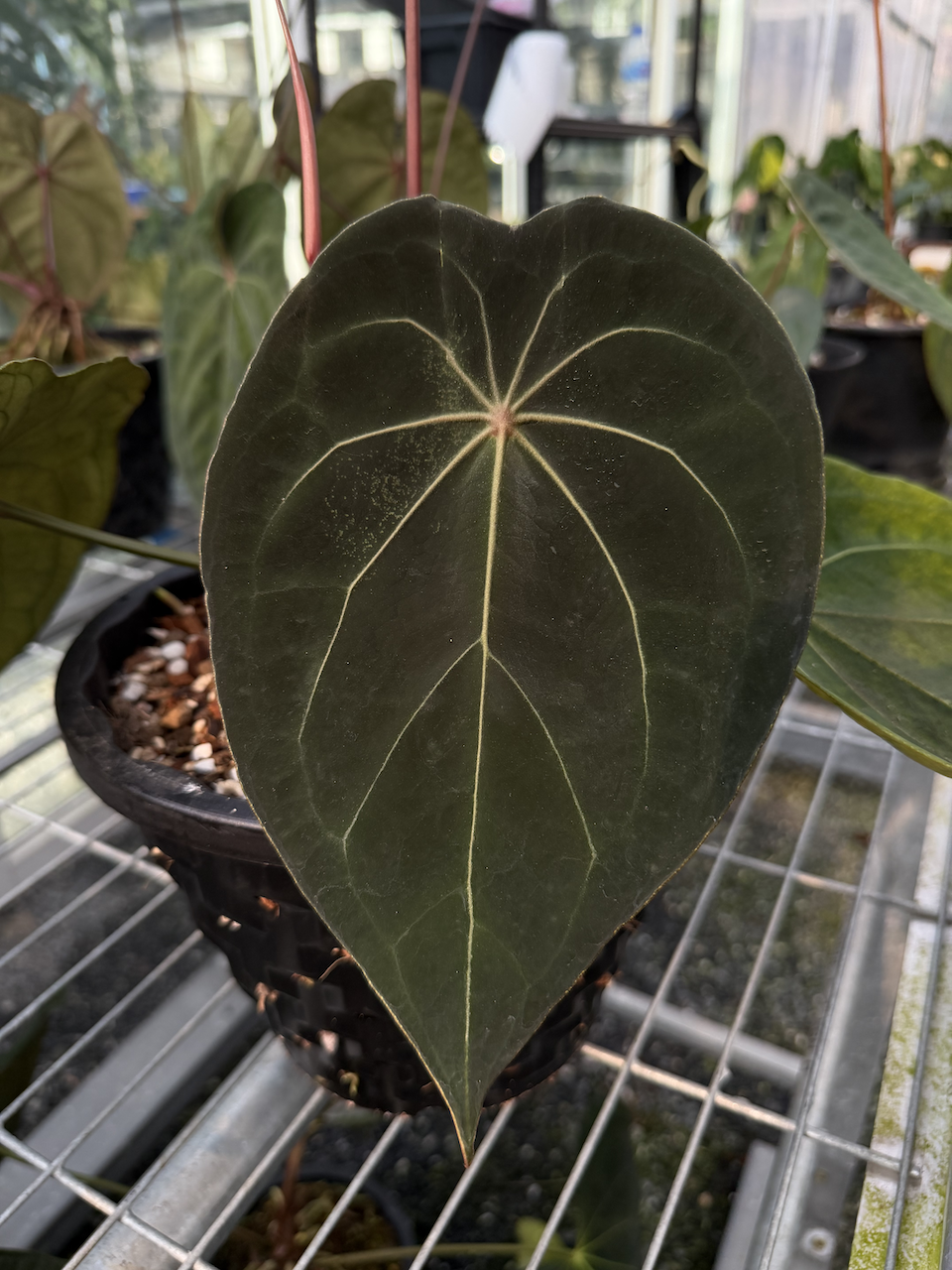 Anthurium forgetii x Red Spider