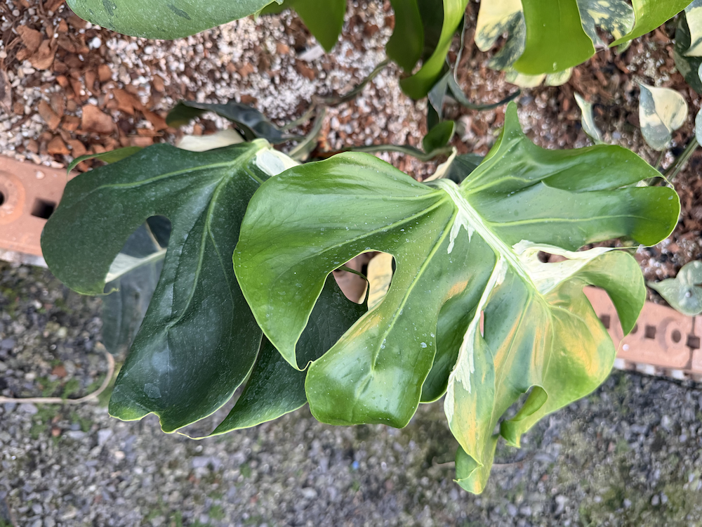 Monstera deliciosa Contorta.png