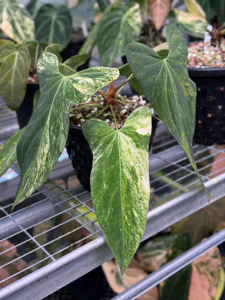 Anthurium Velvet Delta 10.png