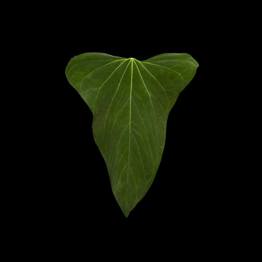 Anthurium Phantom Ray