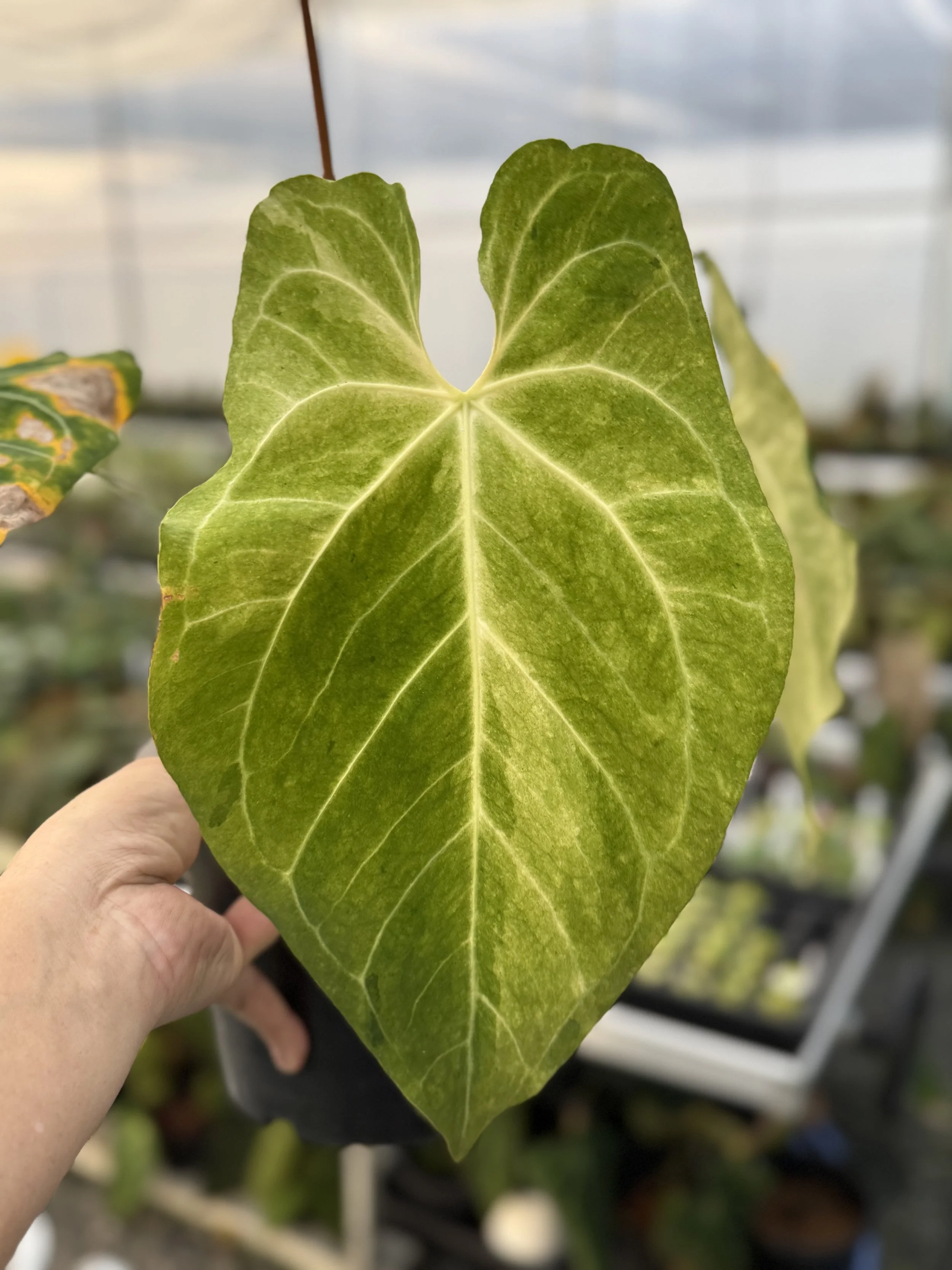 Anthurium Silver Hope x Hoffmanii