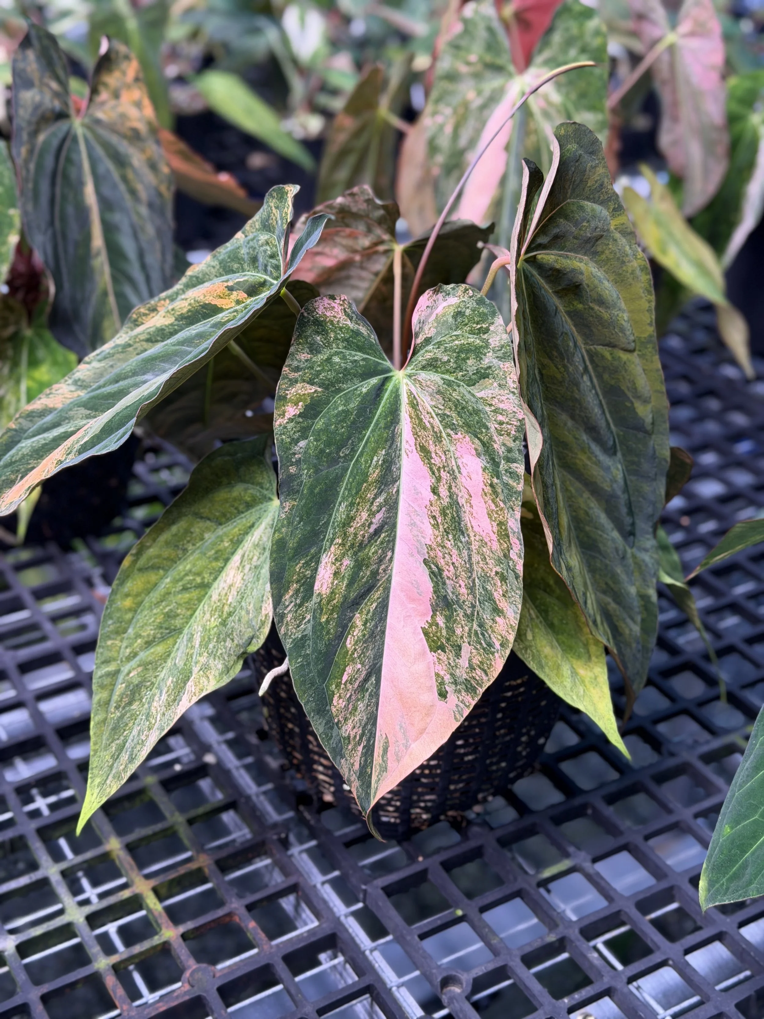 Anthurium Rusty Long RL.png