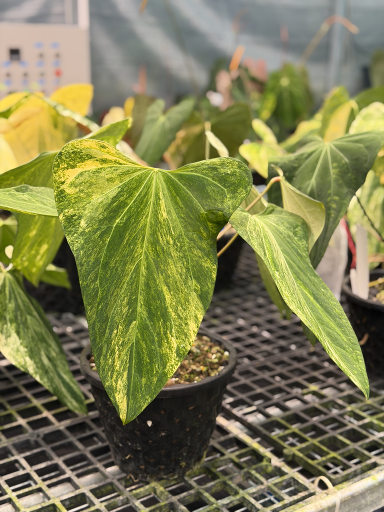 Anthurium Velvet Delta 22.png