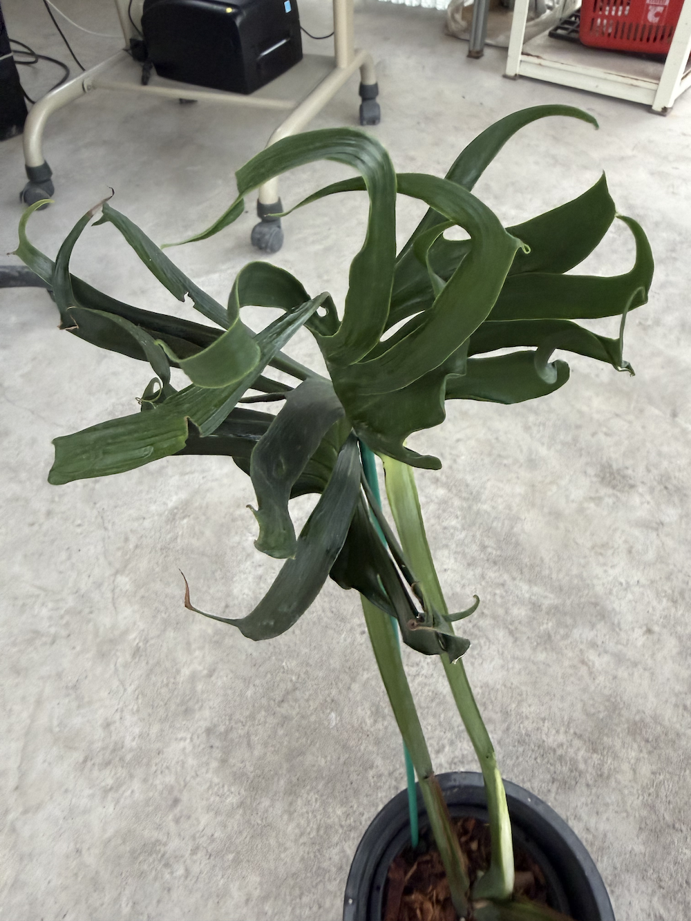 Monstera deliciosa Unniiae.png