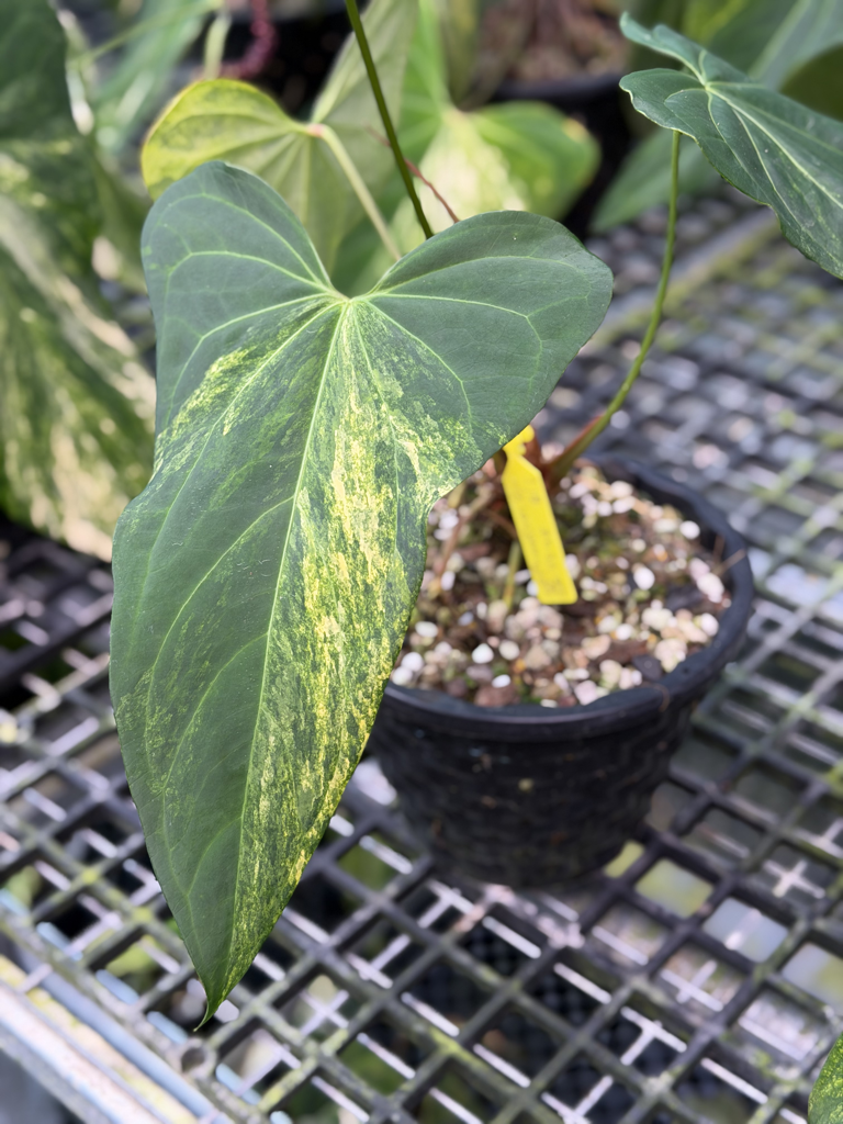 Anthurium Velvet Delta 48.png