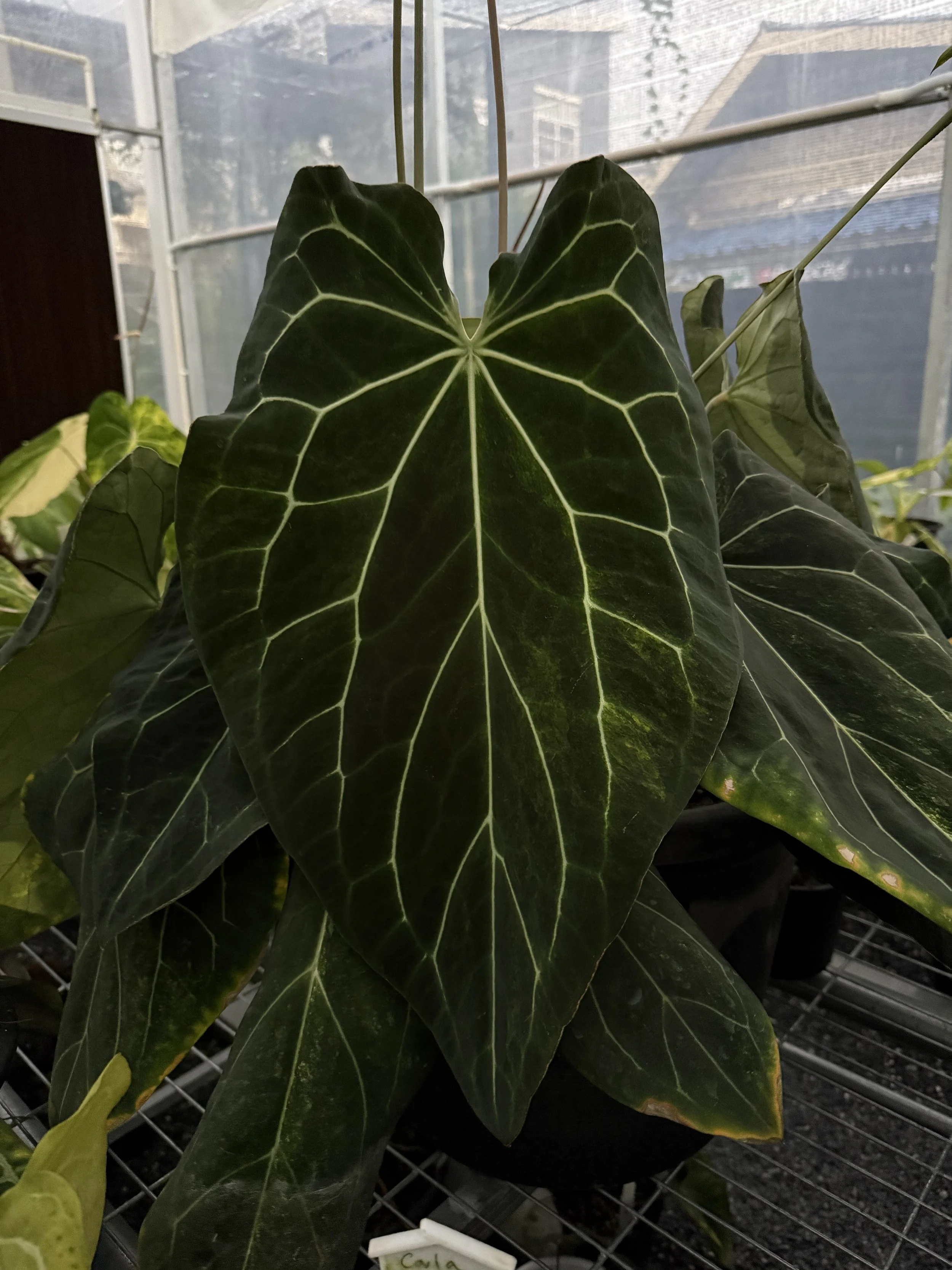 Anthurium forgetii hybrid