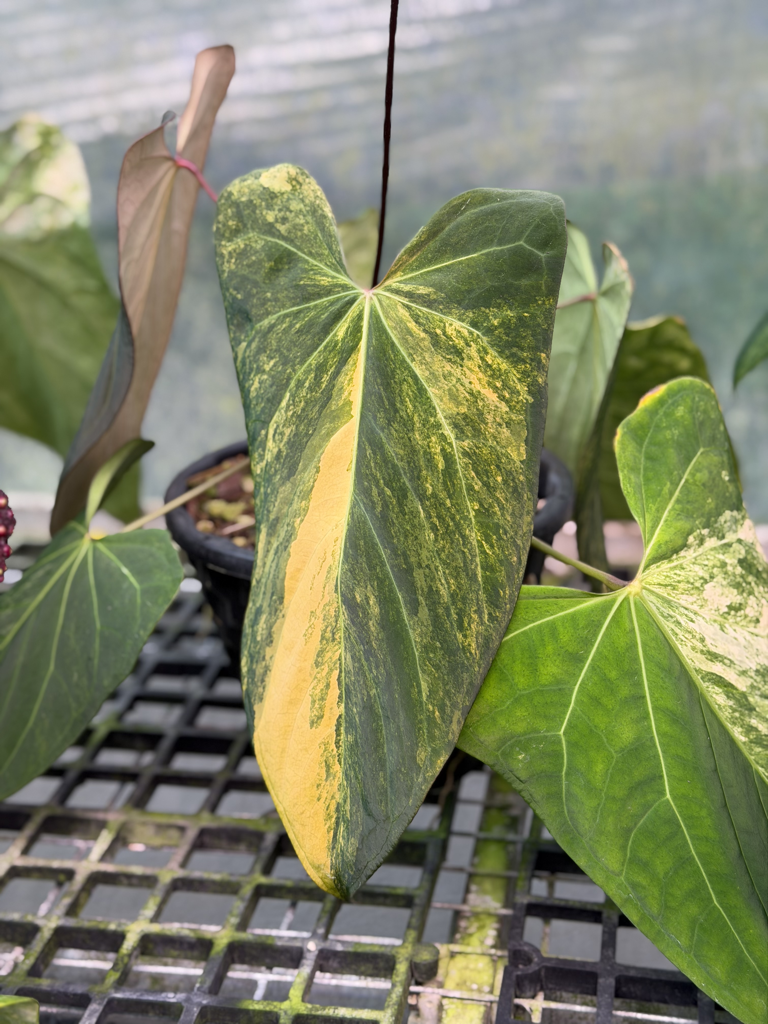 Anthurium Velvet Delta 23.png