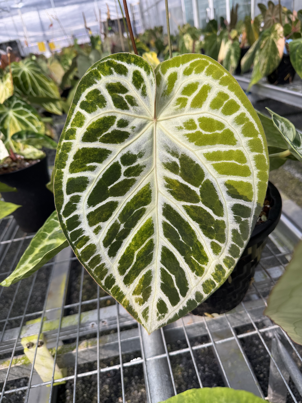 Anthurium Grease Lightning