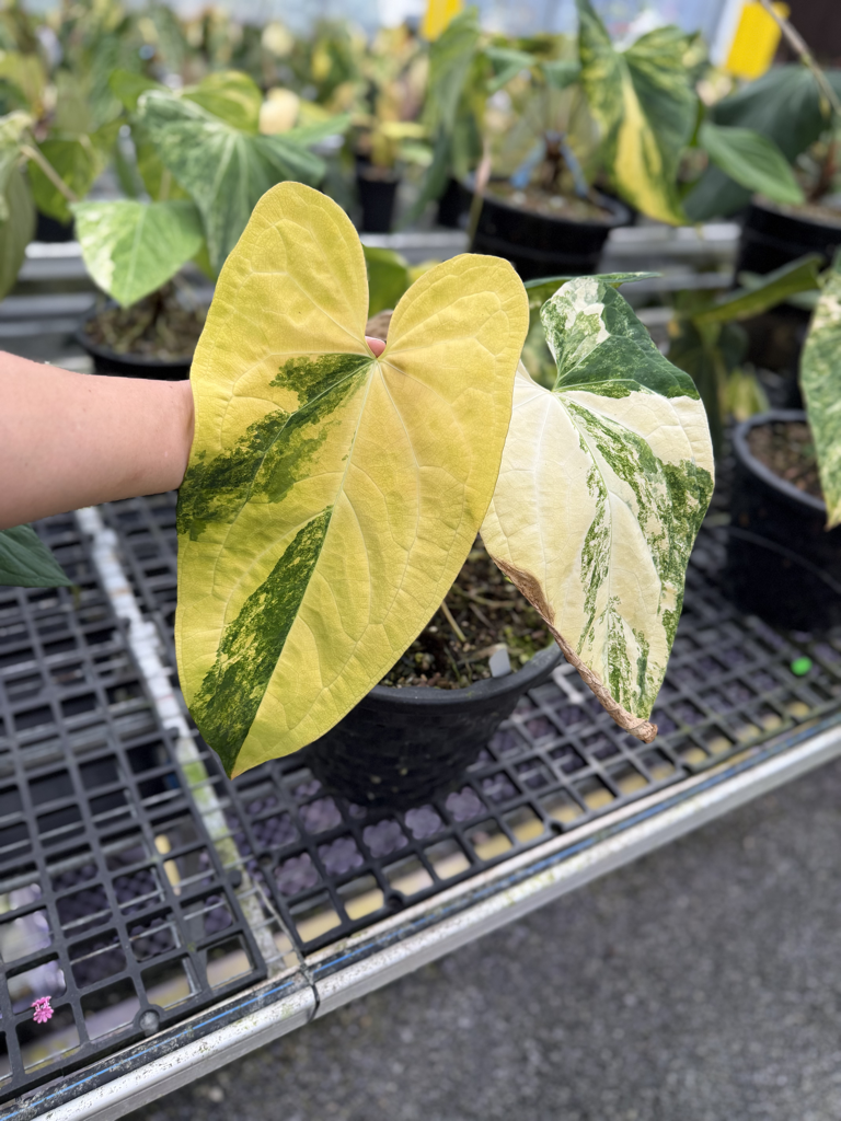 Anthurium Velvet Delta 02.png
