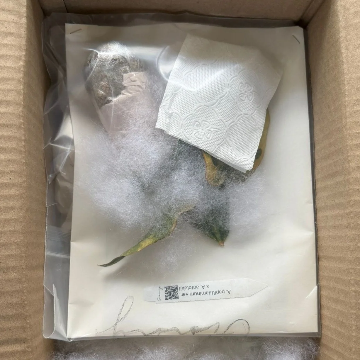 [Ginny Garden] We use breathable, custom wrapping designed to shield delicate leaves and maintain the plant’s architecture as it travels the globe.