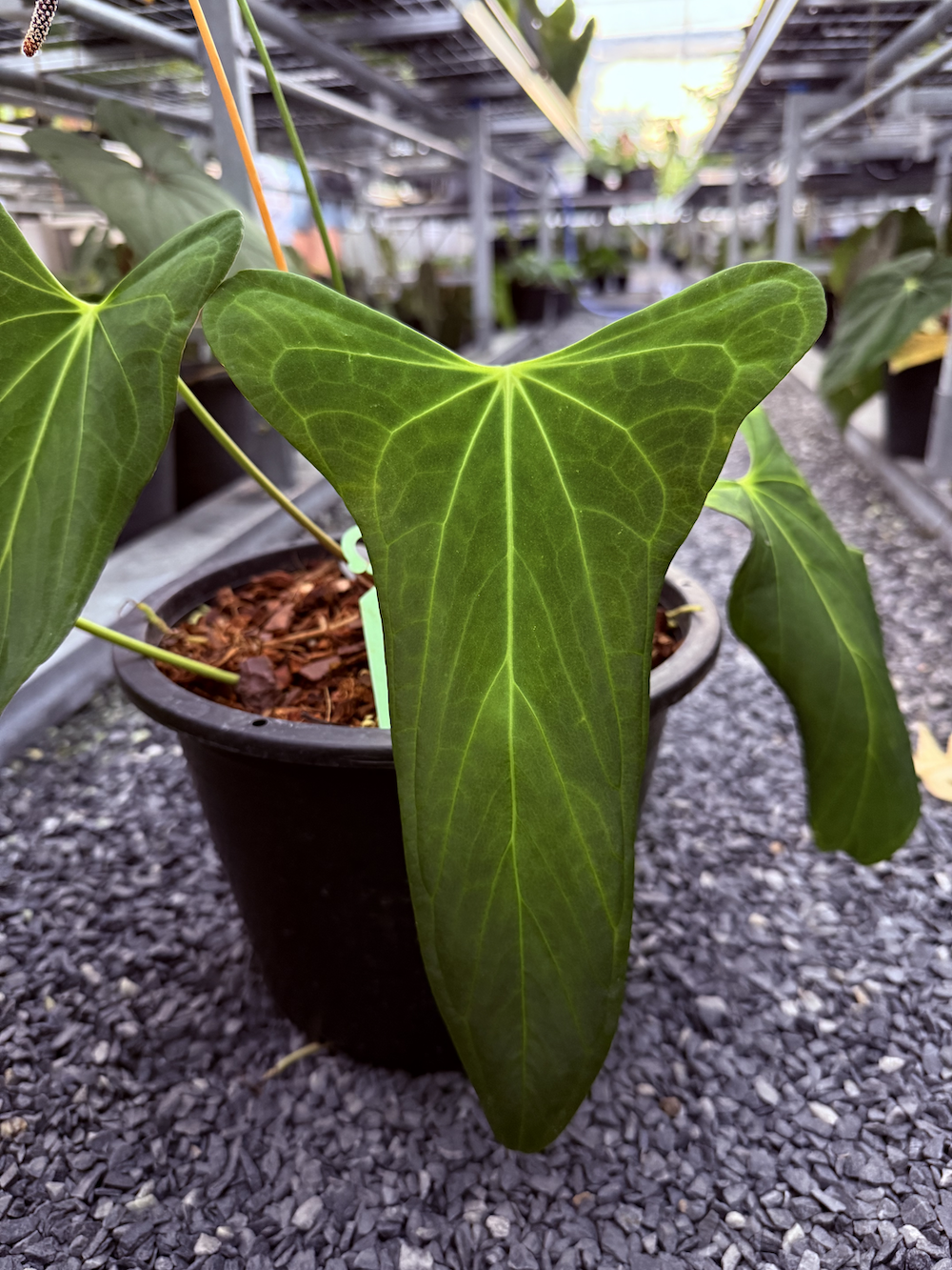 Anthurium portillae x pap Fort Sherman.png