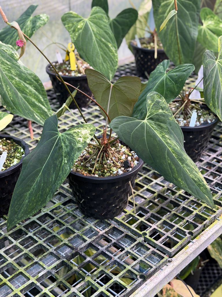 Anthurium Velvet Delta A1.png