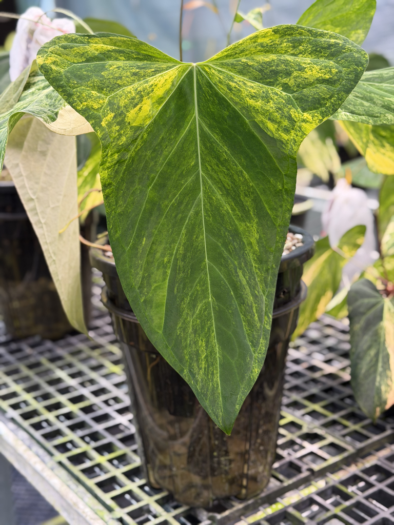 Anthurium Velvet Delta Phantom Ray