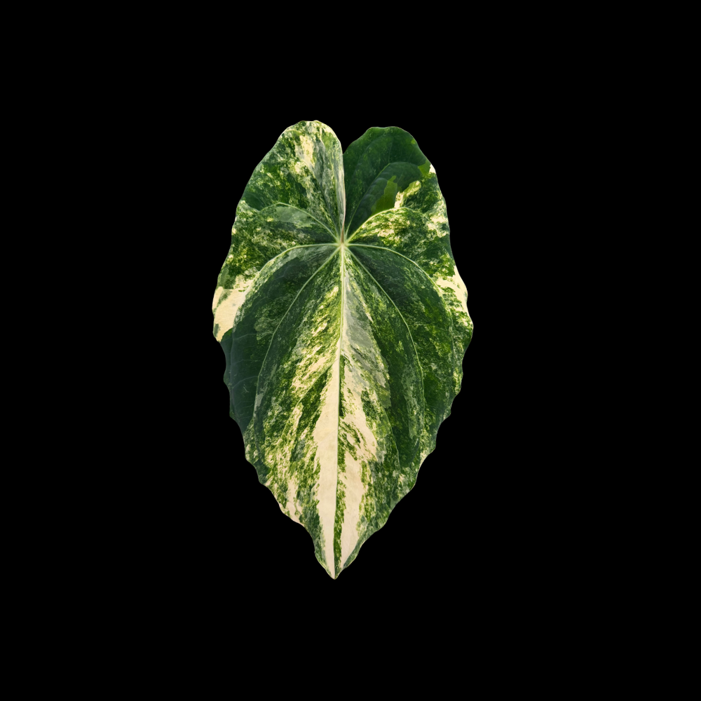 Anthurium papillilaminum var