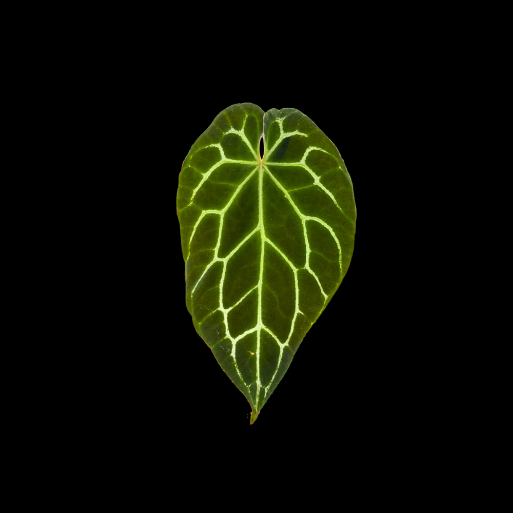 Anthurium Chocolate Crystallinum