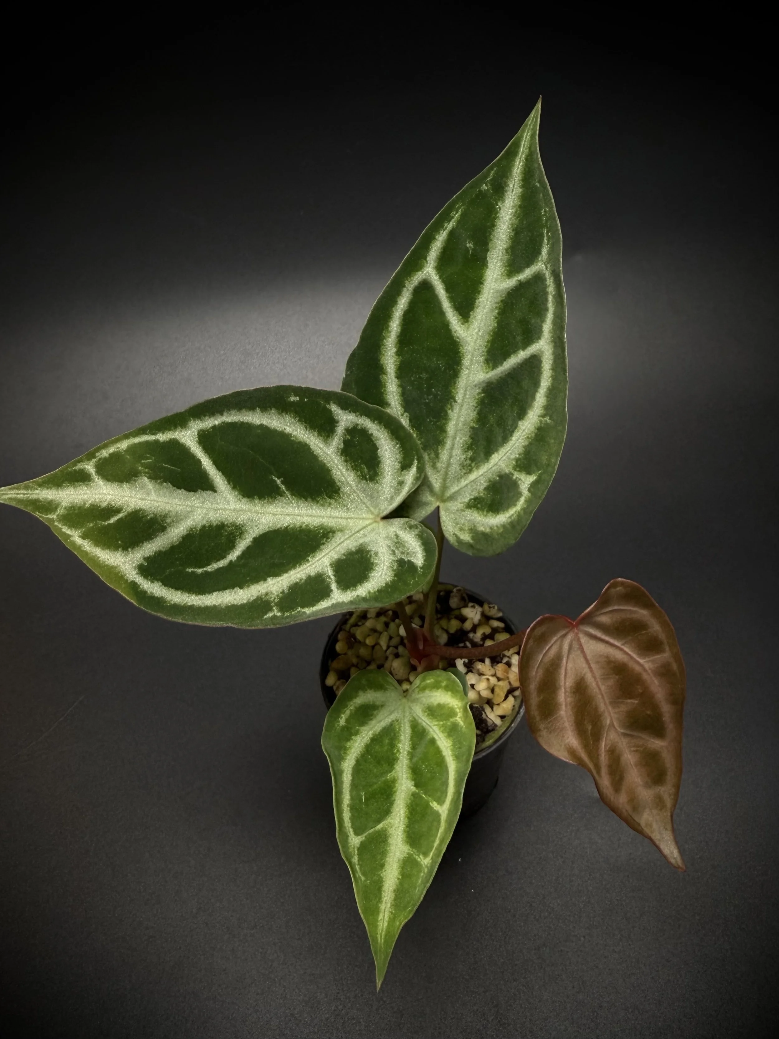 A. FTG Crystallinum x (A. Red Velvet Cake x Dark Handsome)