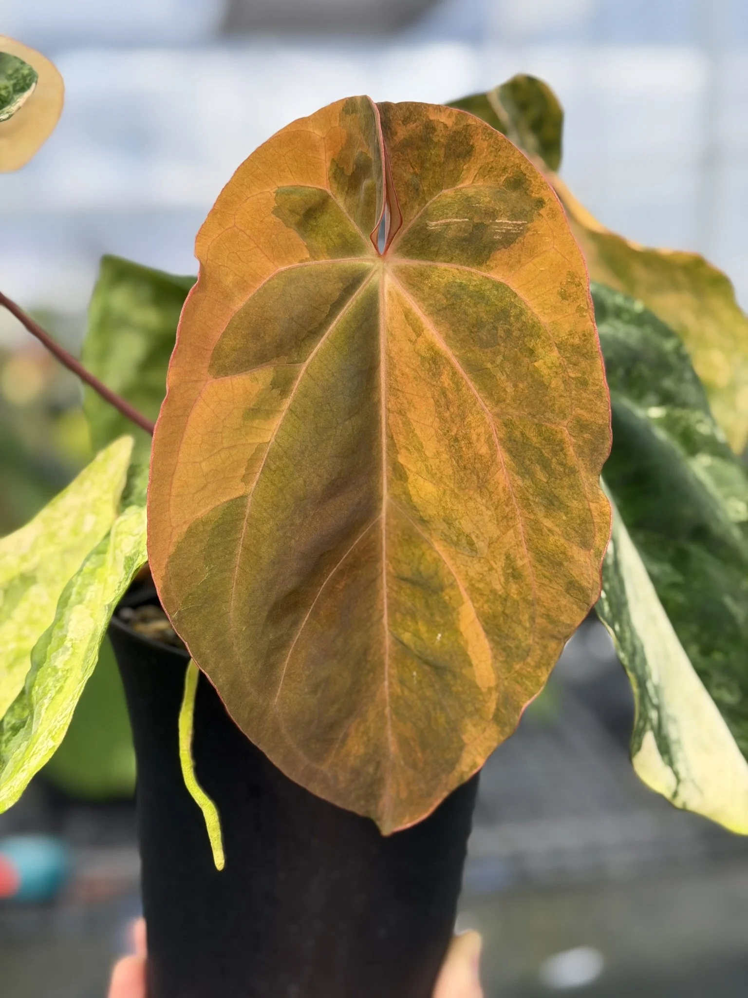 Anthurium Papillilaminum x Anthurium AOS.JPEG