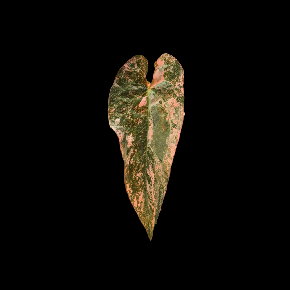 Anthurium Rusty Long RL