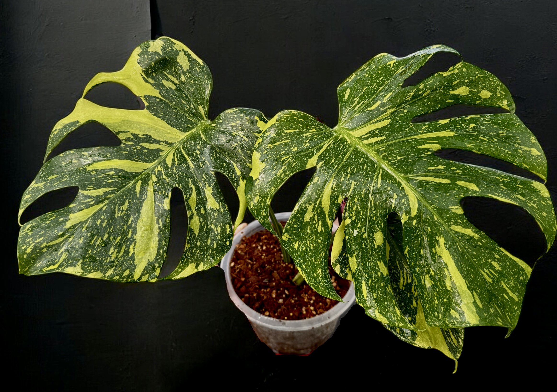 Monstera Electro Light