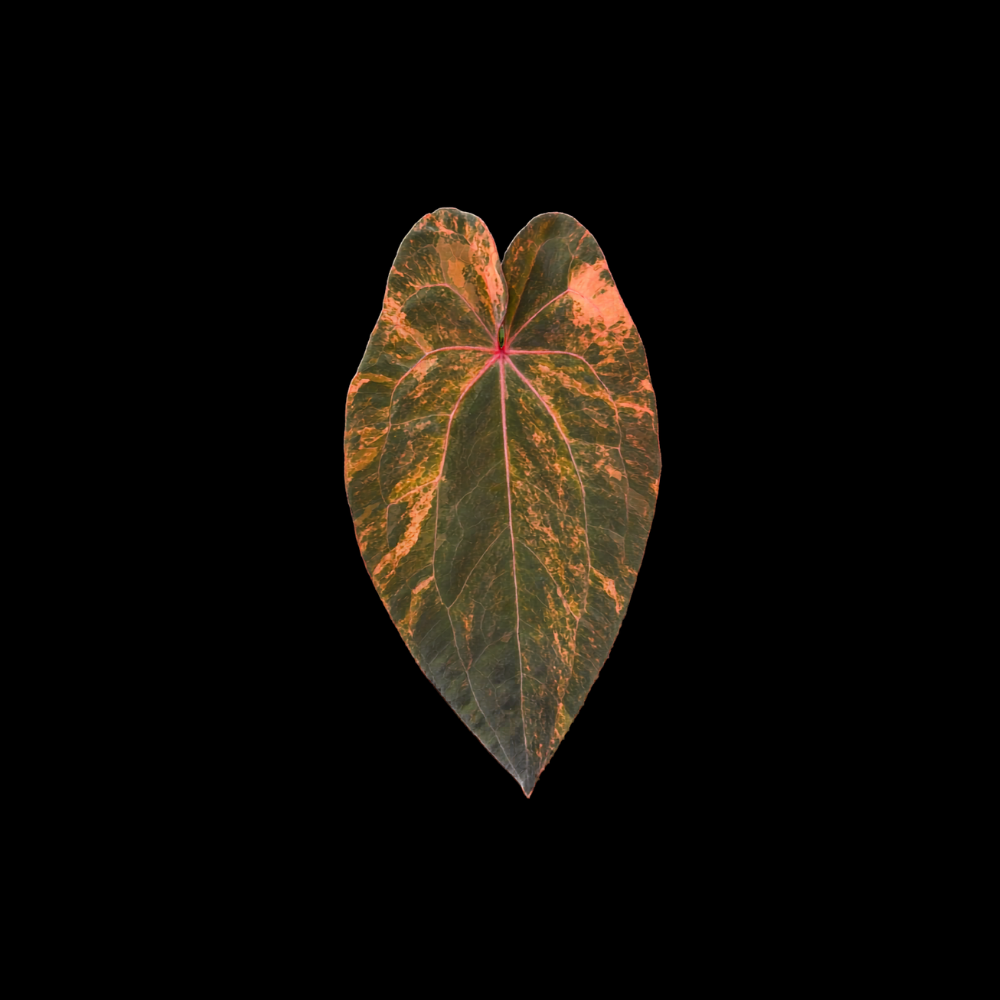 Anthurium Crimson Phoenix