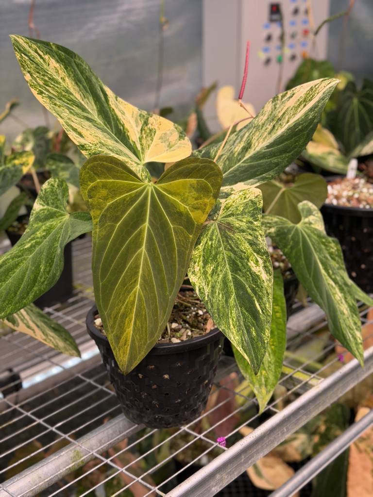 Anthurium Velvet Delta 32.png