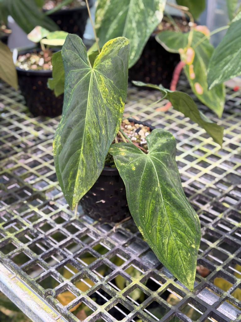 Anthurium Velvet Delta 06.png