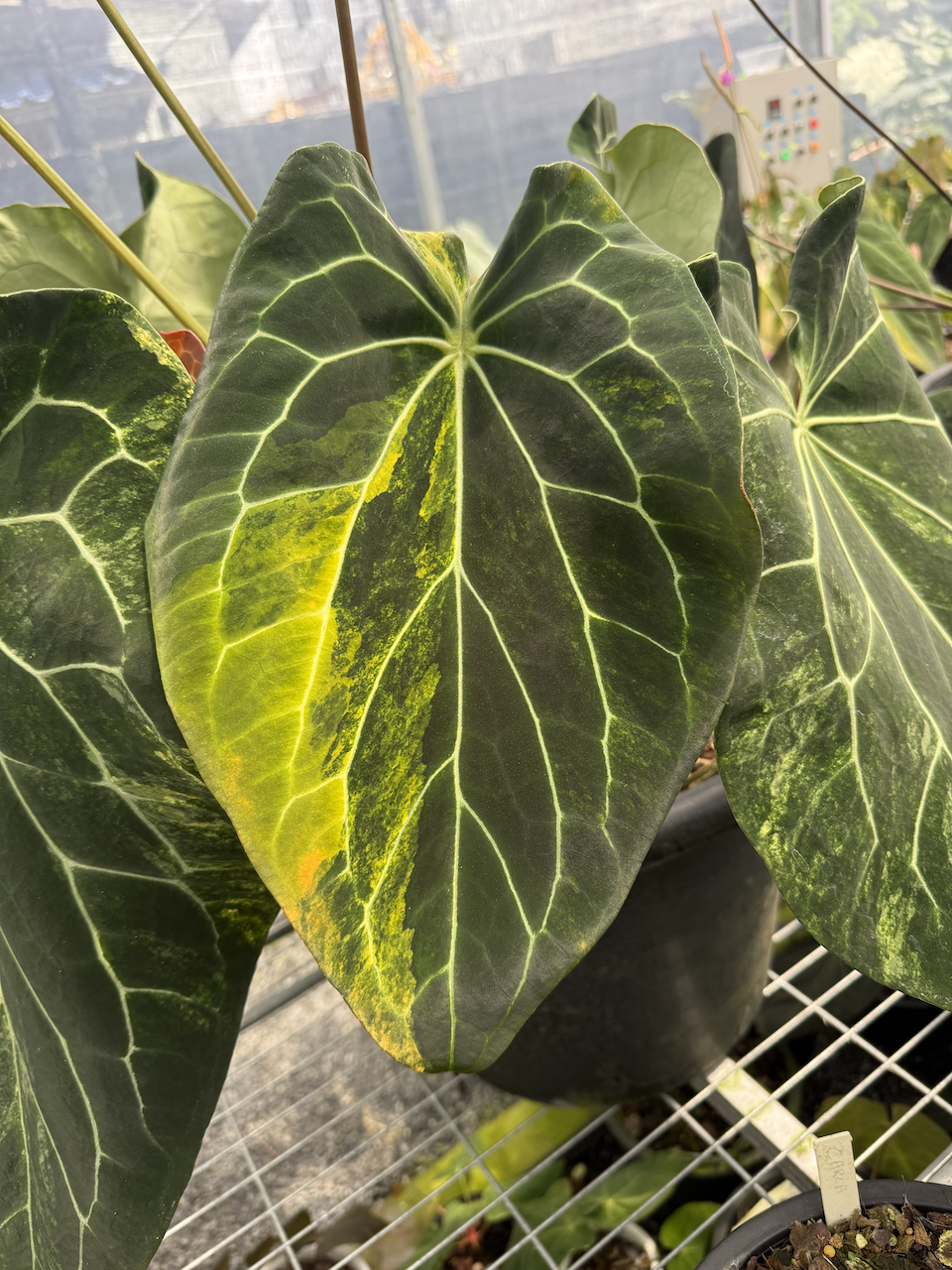 Anthurium FHV