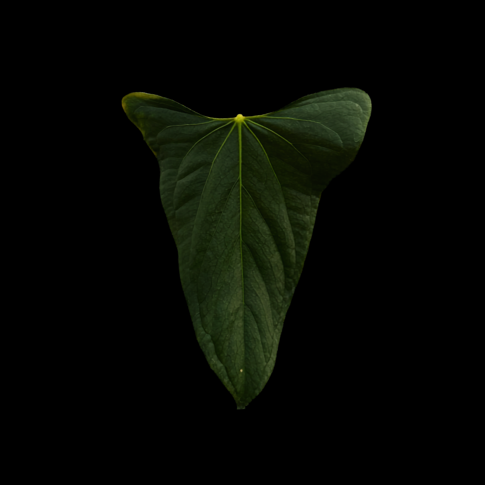 Anthurium portillae x XDF