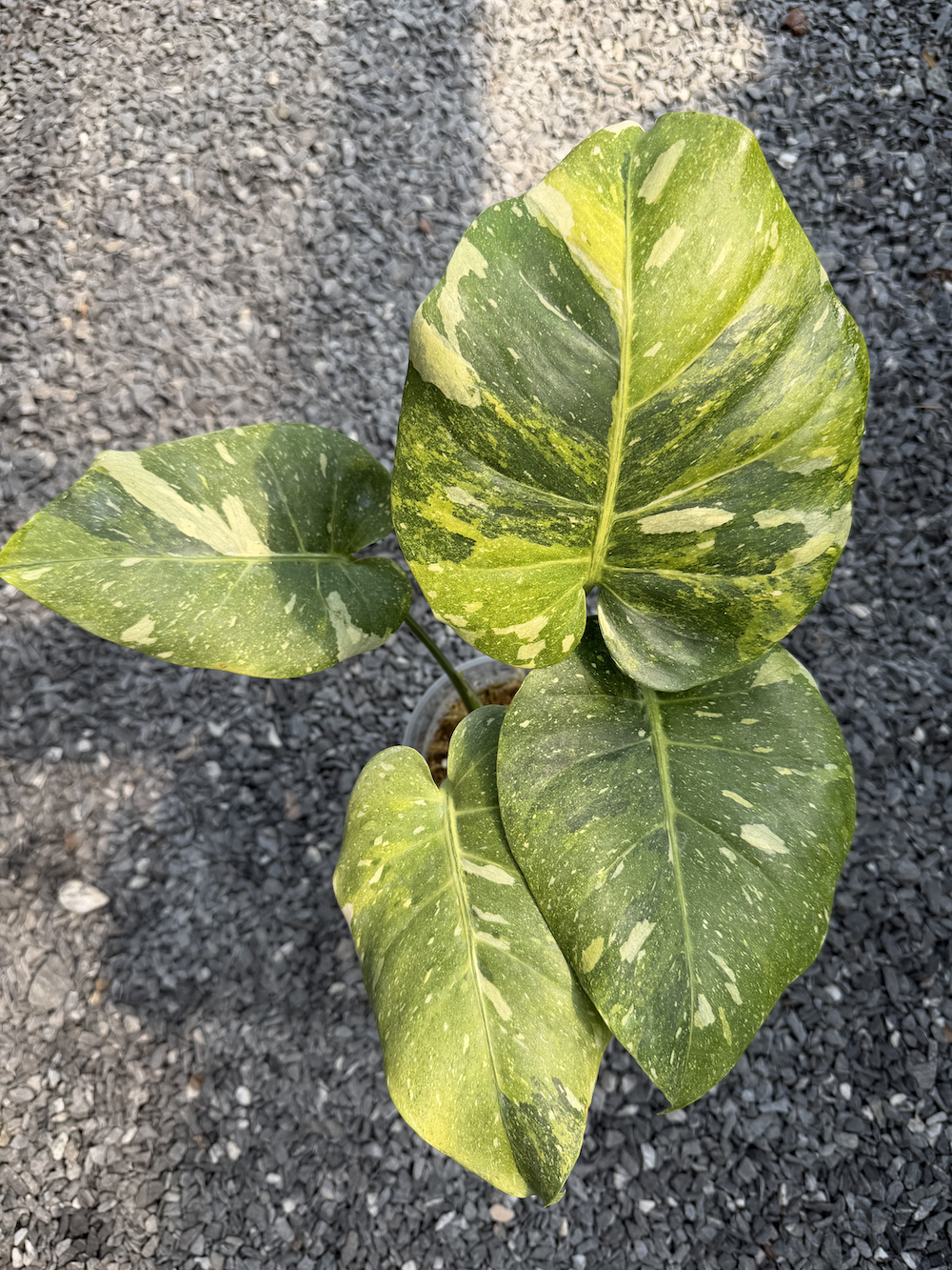 Monstera deliciosa Four Seasons.png