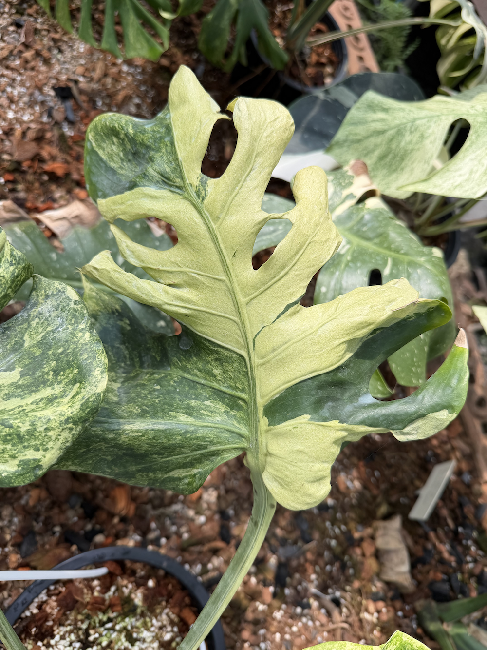 Monstera deliciosa Ocean Mint.png