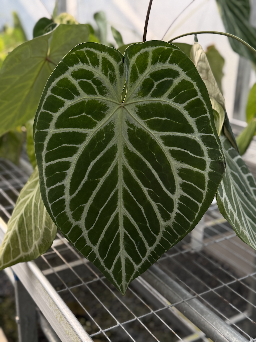 Anthurium SKG Silver x RC.png