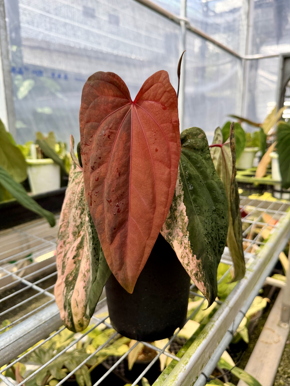 Anthurium Cleo 01