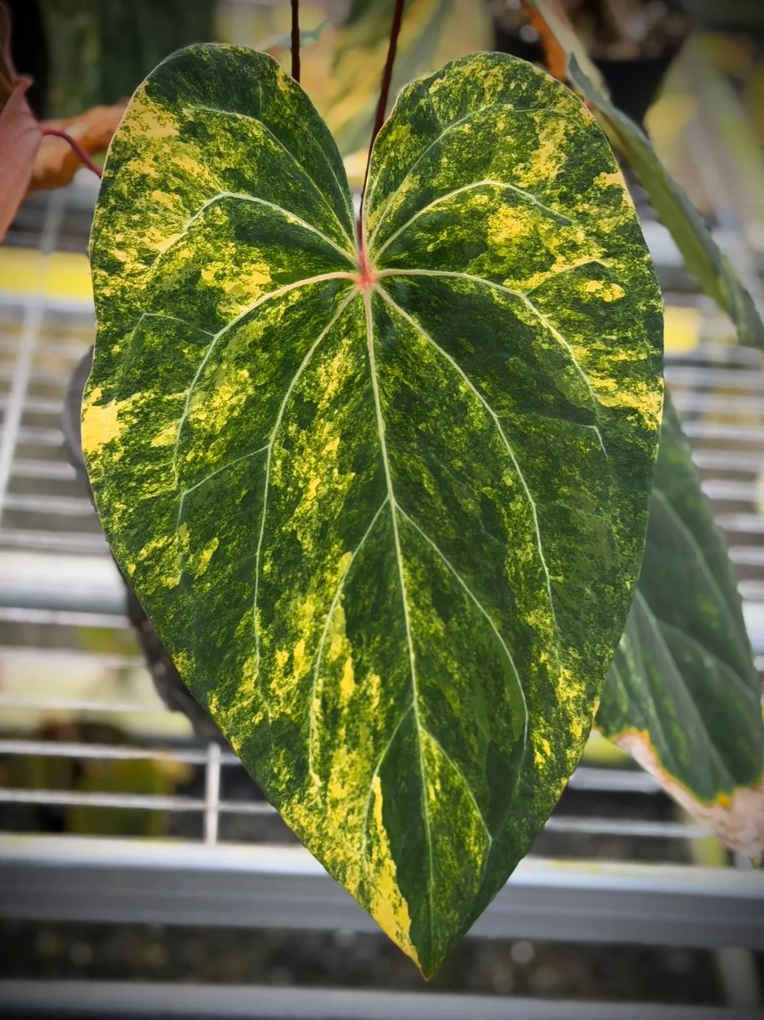 Anthurium Variegated