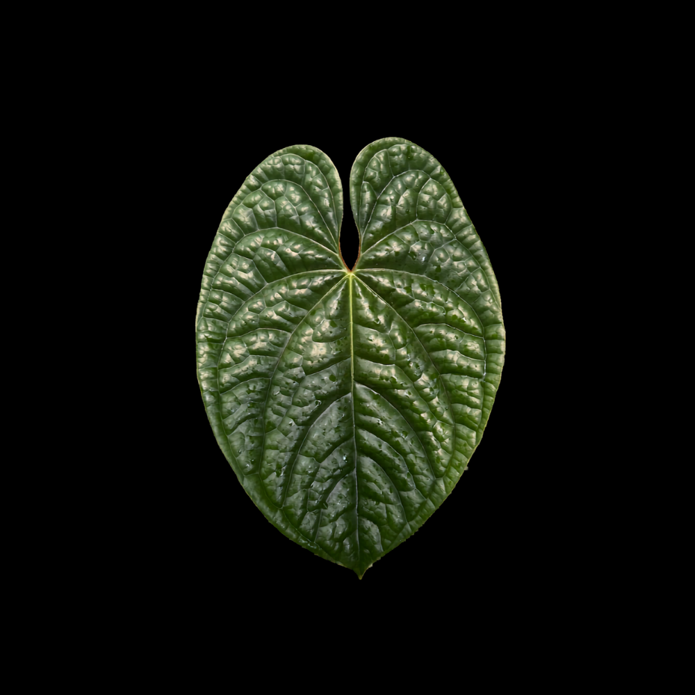 Anthurium luxurian