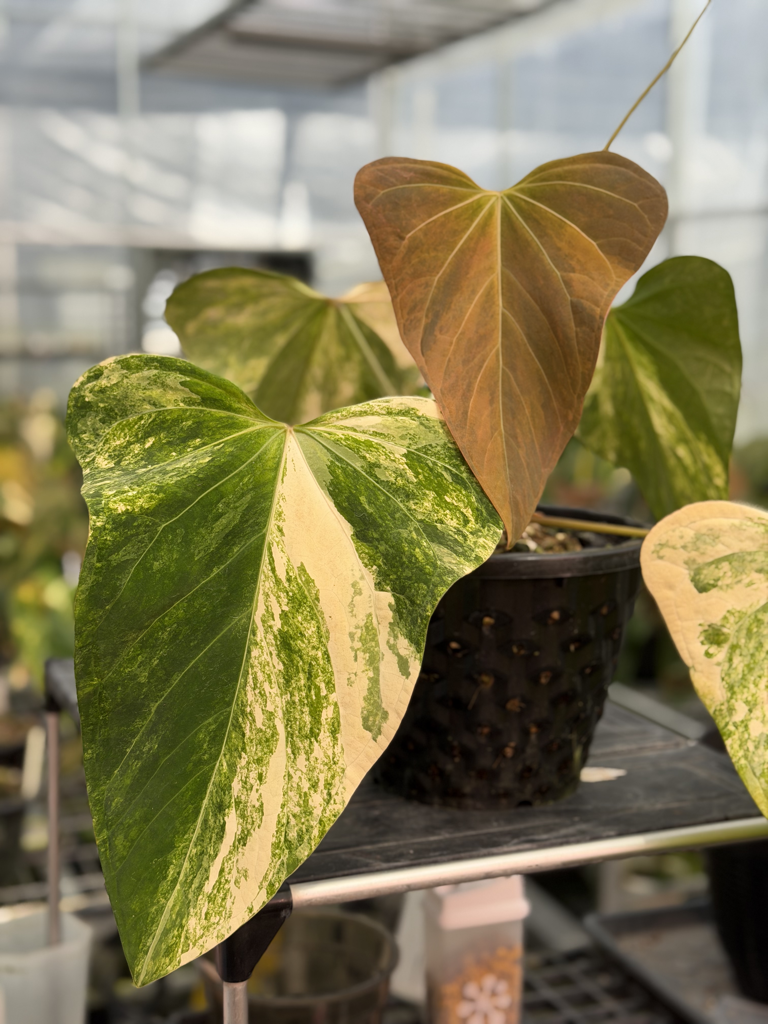 Anthurium Velvet Delta 42.png