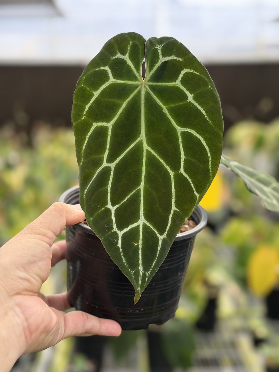 Anthurium Chocolate Crystallinum