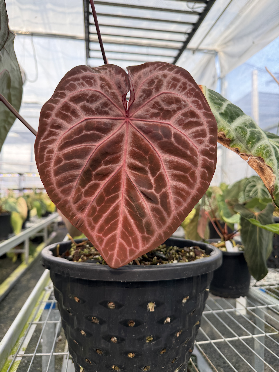 Anthurium Pink Lemonade
