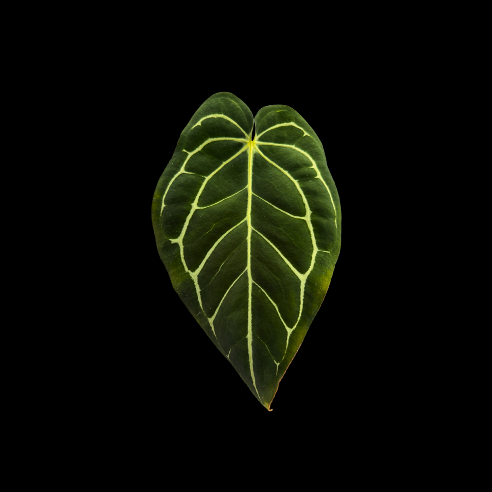 Anthurium carlablackiae