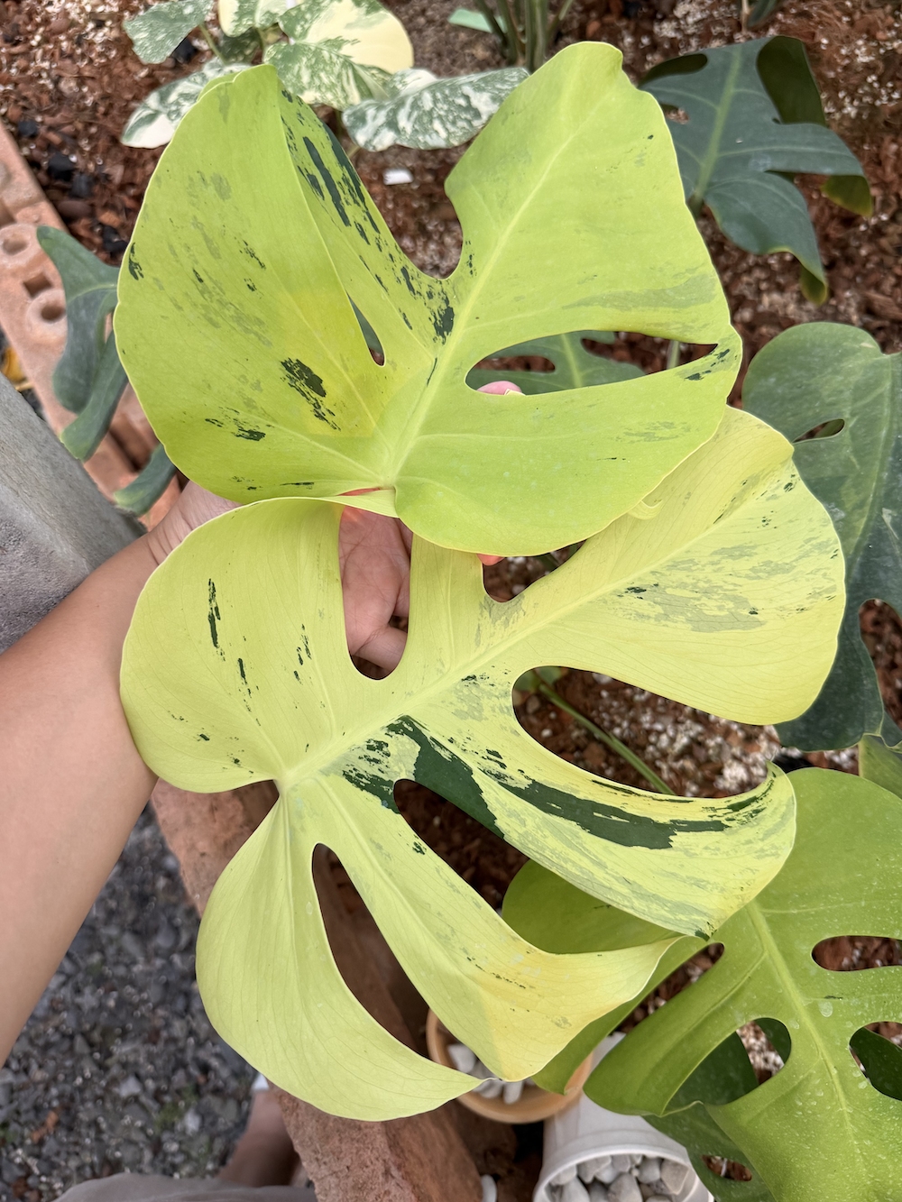 Monstera deliciosa Light Lime.png