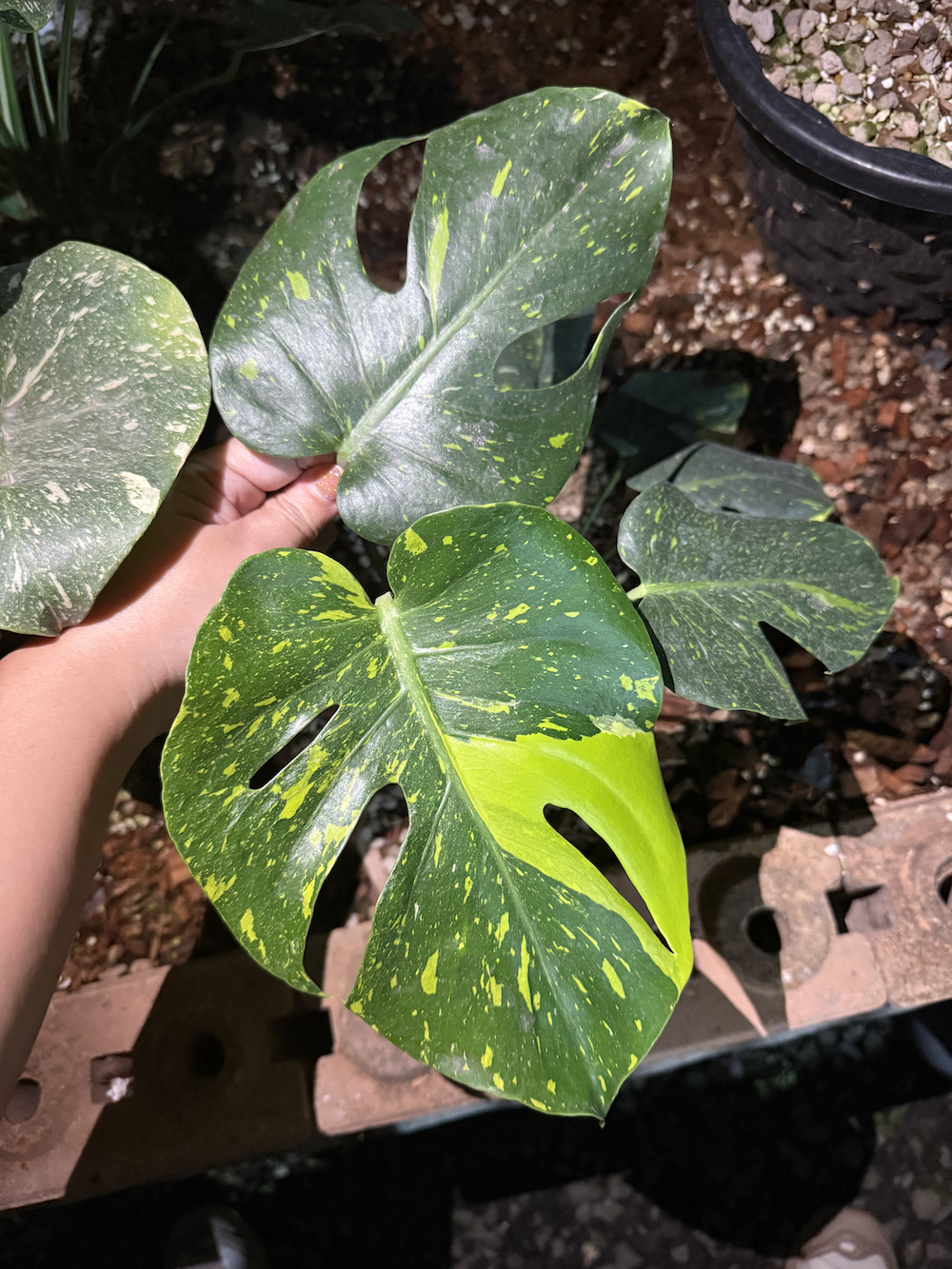 Monstera deliciosa Thong Kee Ma.png