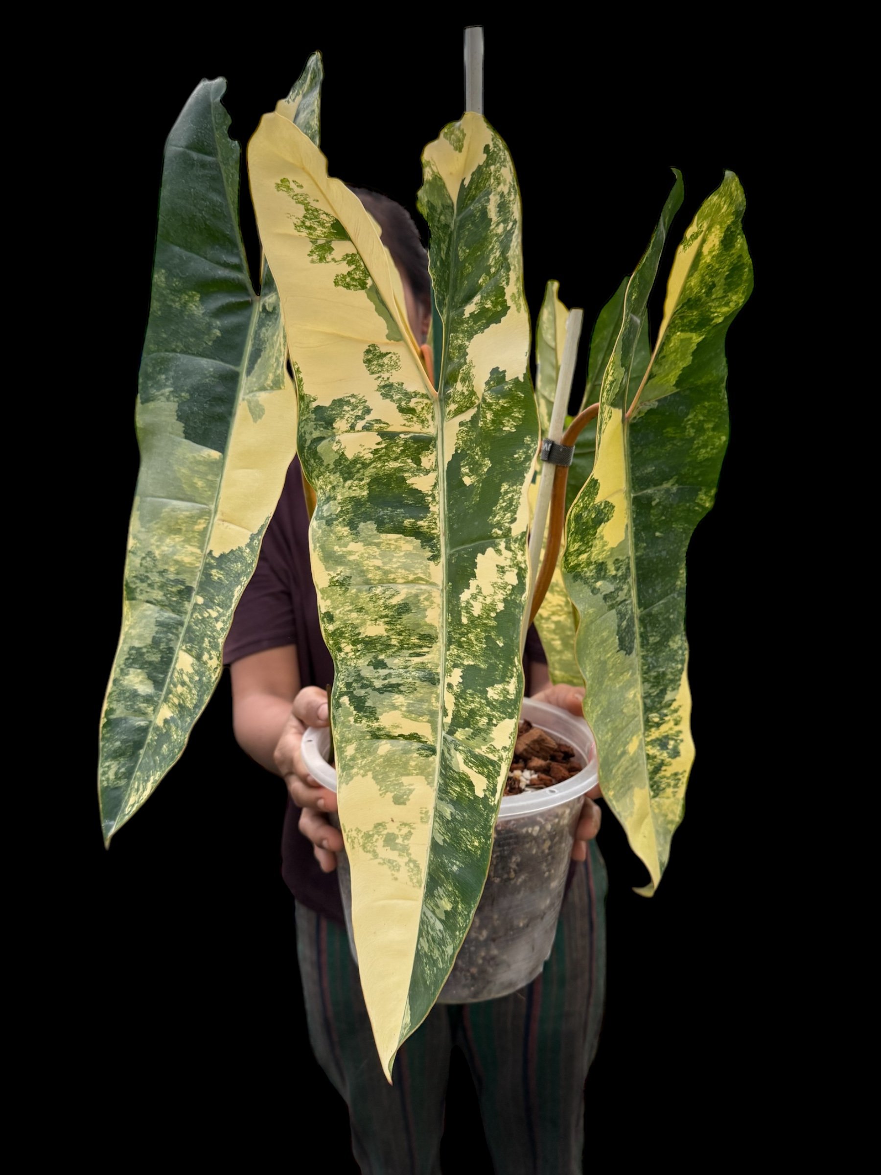 Philodendron Billietae Variegated